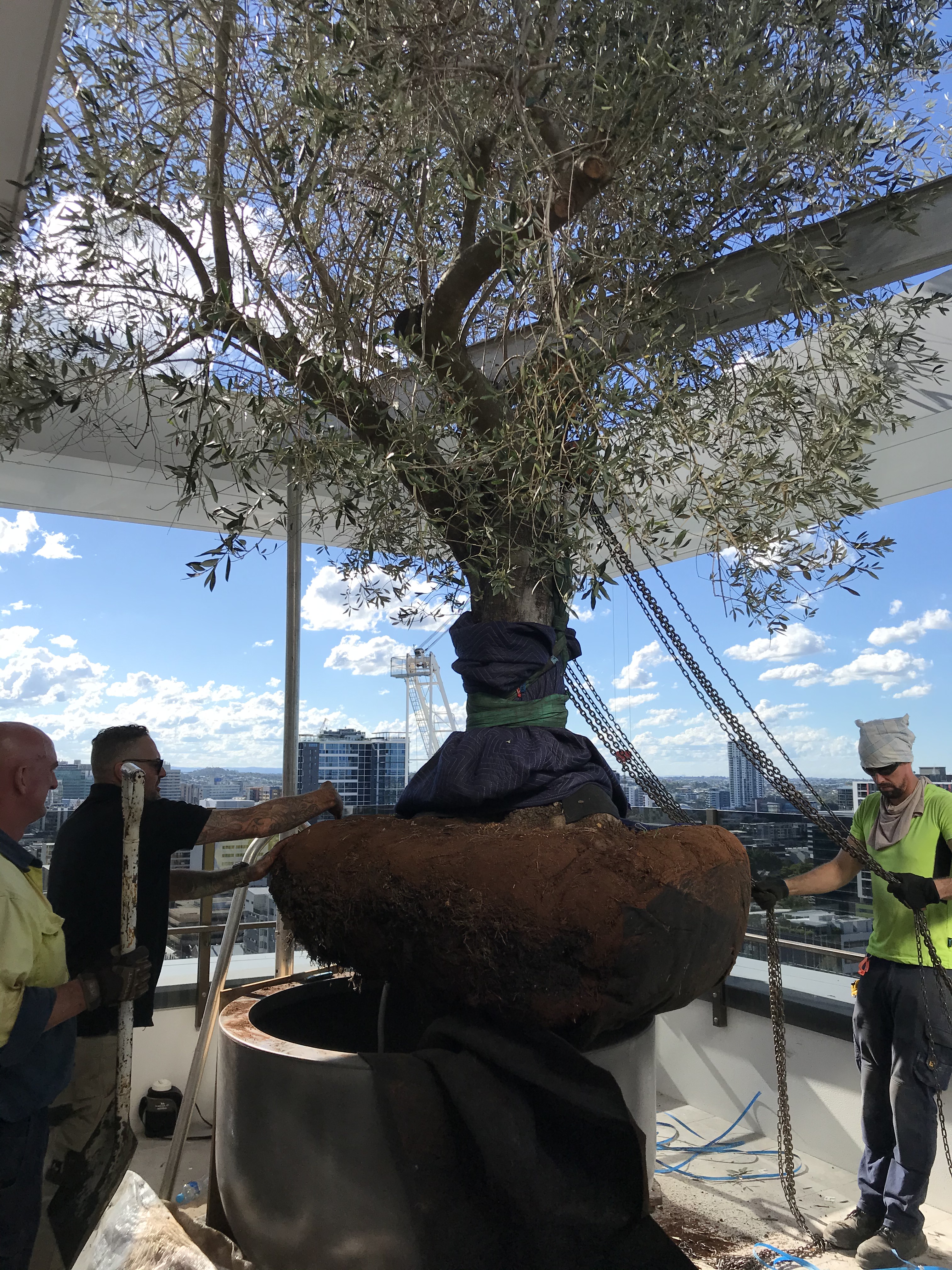 Large potted tree being moved on rooftop of building